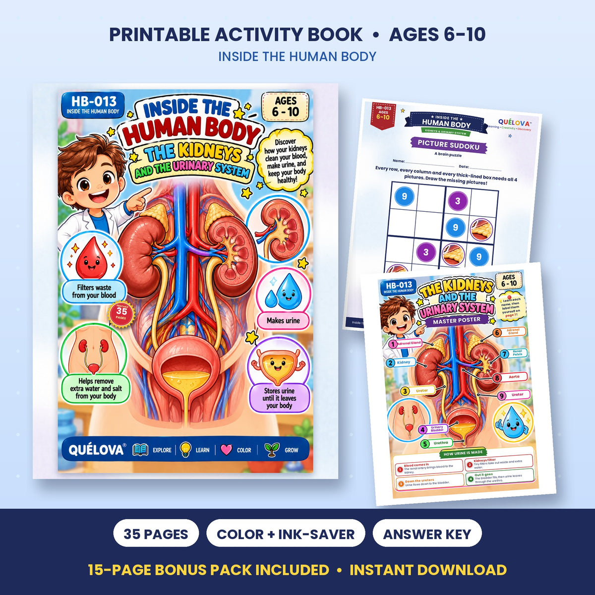 The Kidneys & Urinary System printable activity book: cover and sample pages